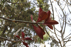 Euphorbia bicompacta