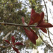 Euphorbia bicompacta - Photo (c) biocacheux, algunos derechos reservados (CC BY-NC), uploaded by Iván Montes de Oca Cacheux