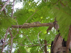 Callosciurus finlaysonii