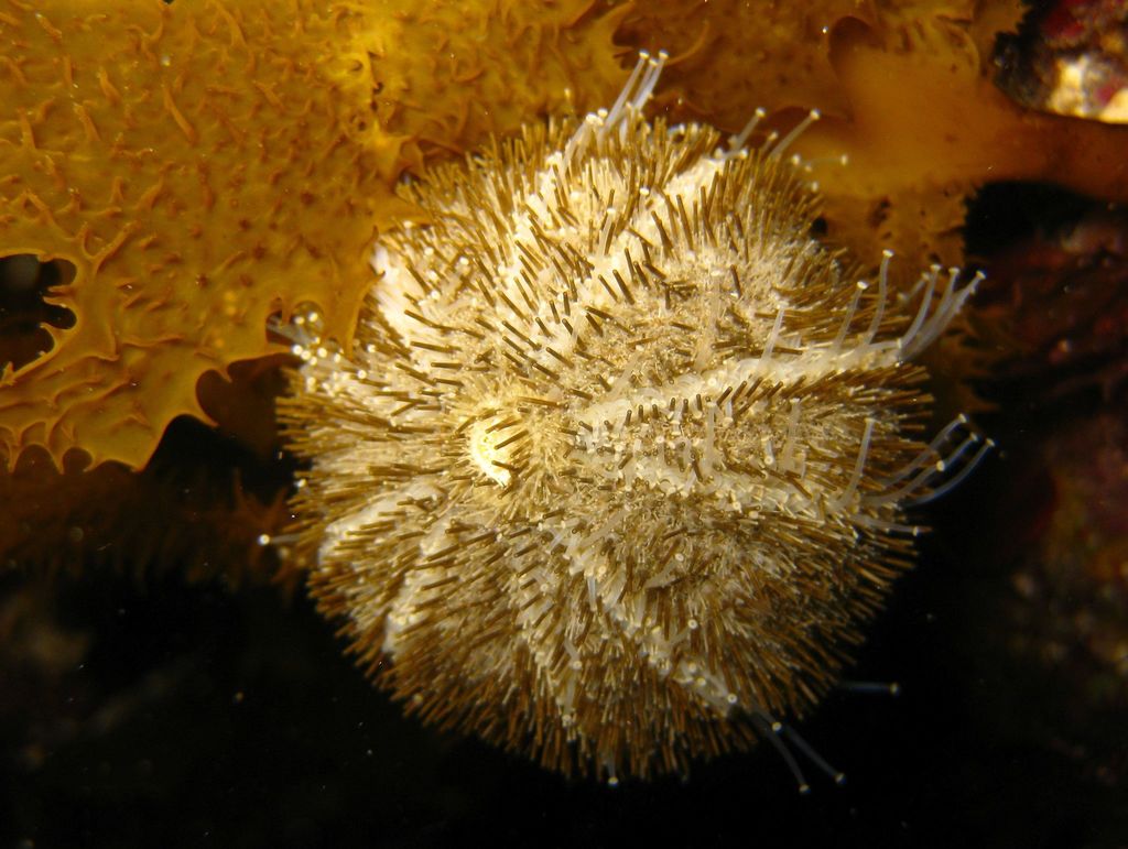 Ovoid sea urchin
