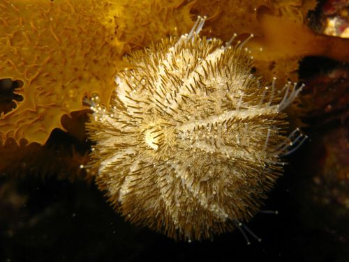 Amblypneustes ovum (Lamarck, 1816)