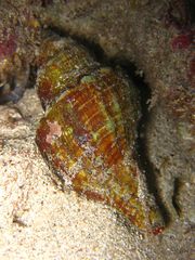 Australaria australasia