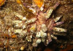 Goniocidaris impressa