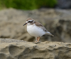 Thinornis novaeseelandiae