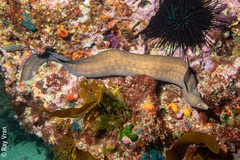 Gymnothorax nubilus