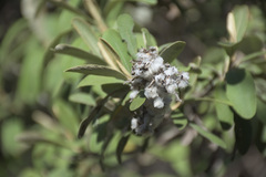 Tarchonanthus littoralis