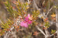 Melaleuca wilsonii