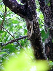 Tamiops mcclellandii