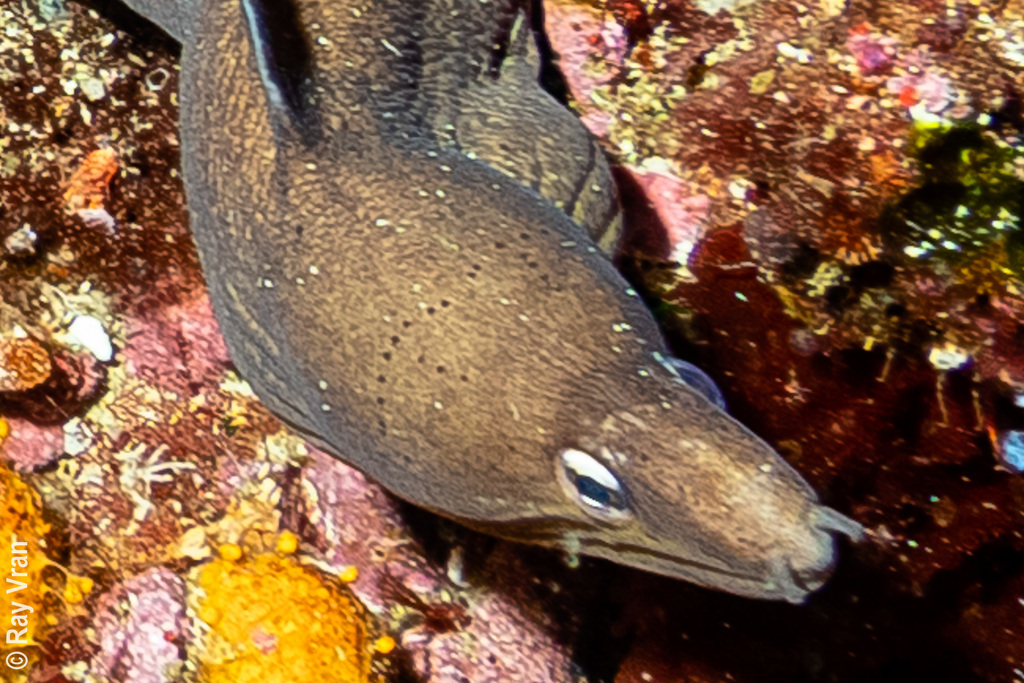 Cloudy Moray