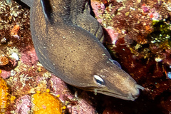 Gymnothorax nubilus