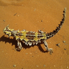 Moloch horridus