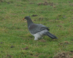 Hemiphaga chathamensis