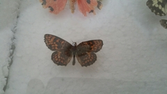 Melitaea athalia