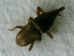 Sitophilus zeamais