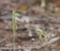 Pterostylis planulata