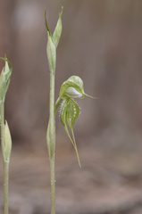 Pterostylis planulata
