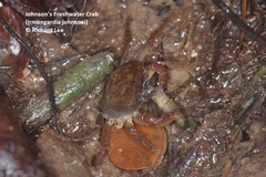 Irmengardia johnsoni