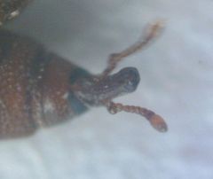 Sitophilus zeamais