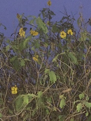 Cassiinae