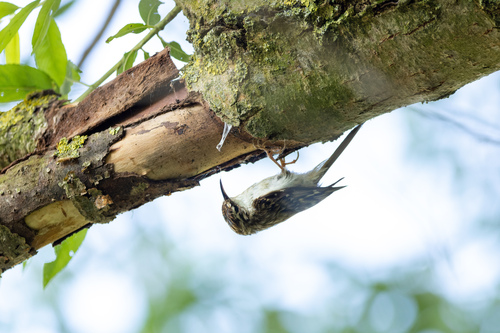 Kratkokljuni puzavac (Certhia familiaris)