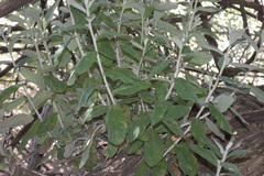 Tarchonanthus littoralis