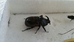 Oryctes nasicornis