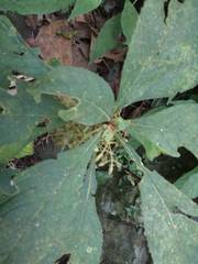 Rhynchotechum discolor