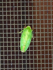 Krisnini