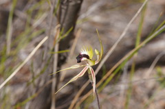 Caladenia stricta