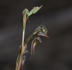 Pterostylis pusilla