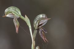 Pterostylis pusilla