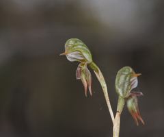 Pterostylis pusilla