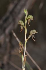 Pterostylis pusilla
