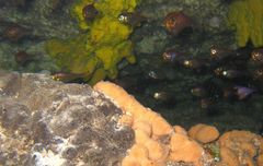 Pempheris klunzingeri