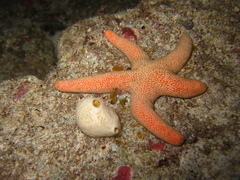 Pseudonepanthia troughtoni