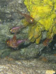 Pempheris klunzingeri