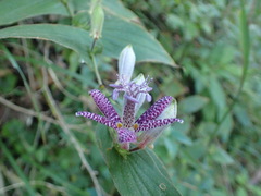 Tricyrtis hirta