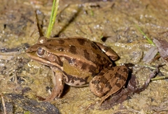 Pelophylax lessonae