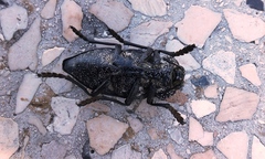 Capnodis cariosa