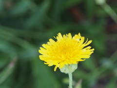Sonchus brachyotus