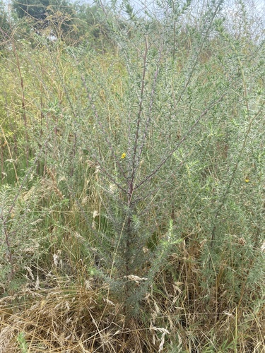 iNaturalist observation photo of southern tarplant