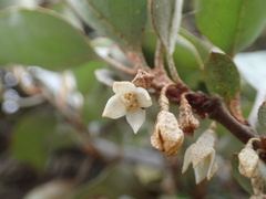 Elaeagnus macrophylla