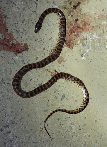 Red-banded Snake