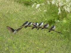 Tachycineta bicolor image