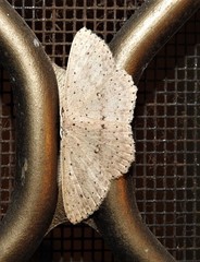 Cyclophora turneri