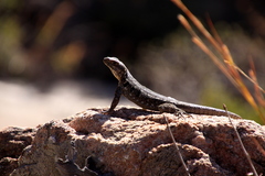Oplurus quadrimaculatus