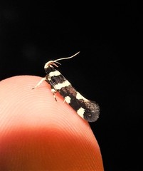 Macrobathra sarcoleuca