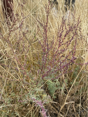 iNaturalist observation photo of Amaranthoideae