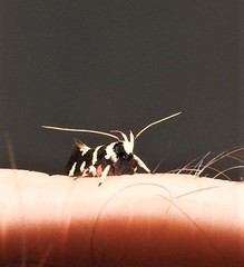 Macrobathra sarcoleuca