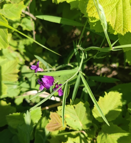 Lathyrus quinquenervius iNat (2)